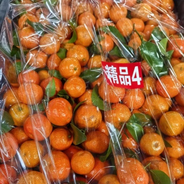 广西正宗沙糖桔