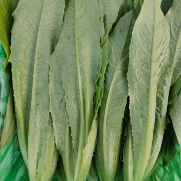 精品油麦菜