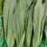 精品油麦菜