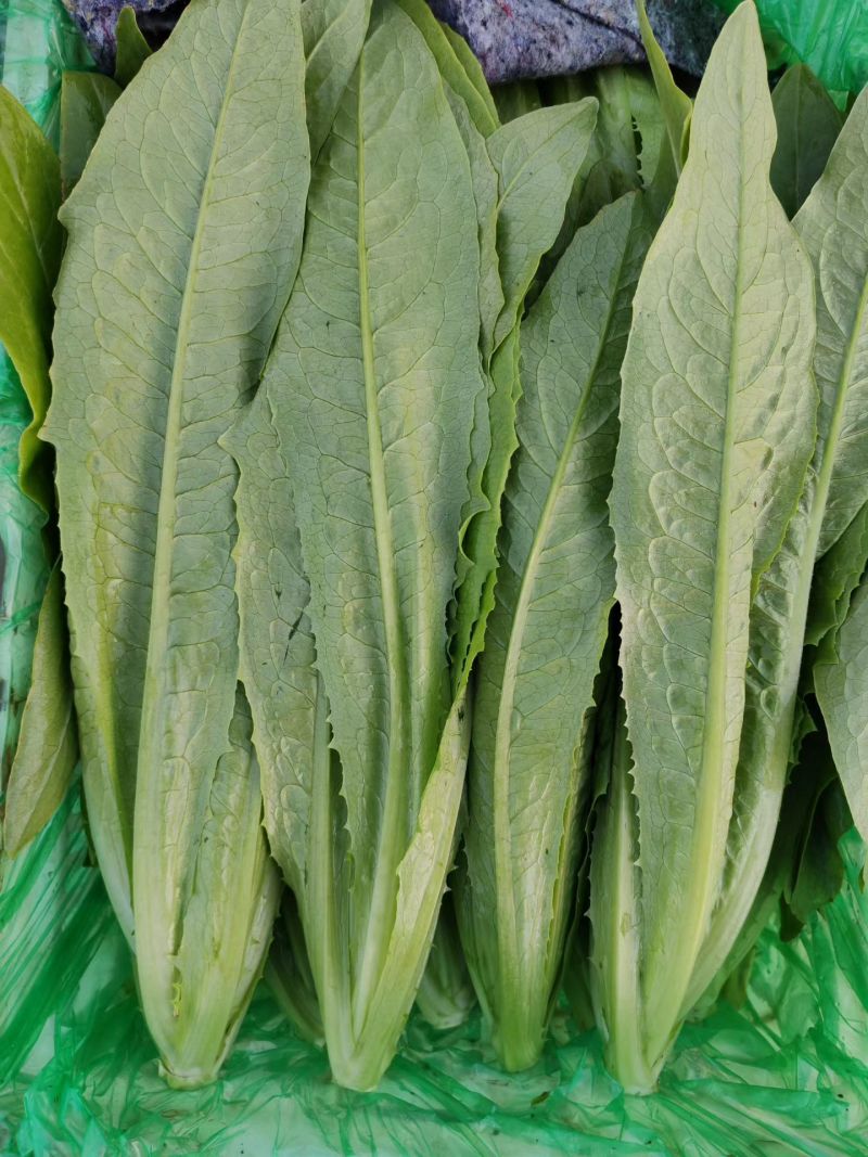 精品油麦菜
