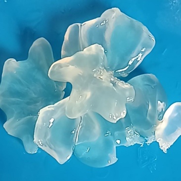 精品硬度脖片，片大色白，干度好