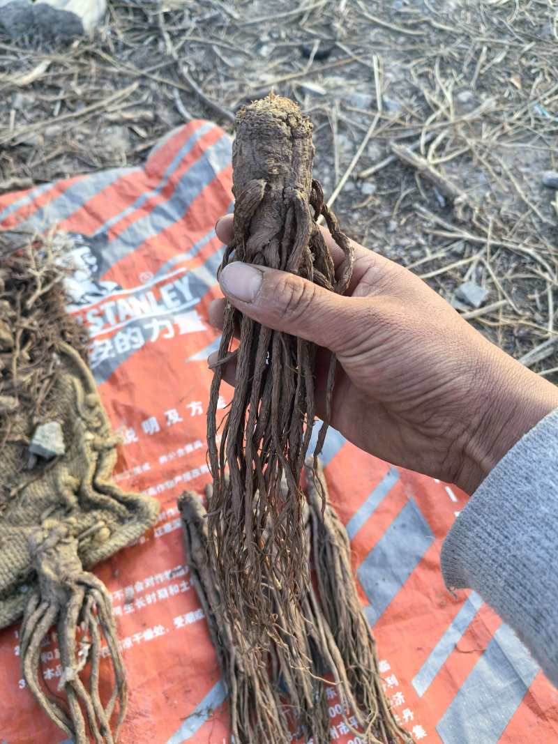 当归，产地直发，量大价优，保质保量，欢迎各位咨询
