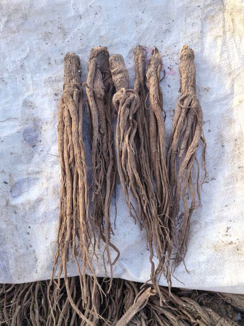 当归，产地直发，量大价优，保质保量，欢迎各位咨询