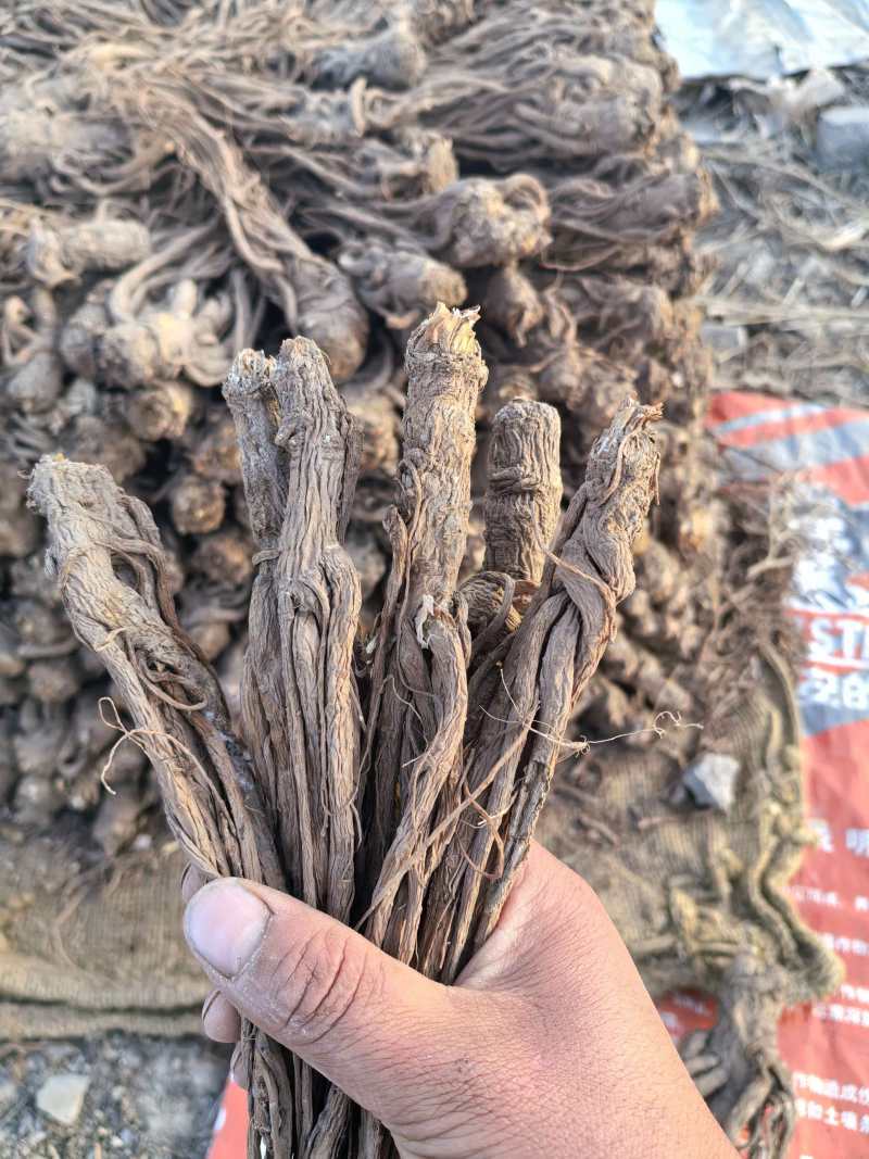 当归，产地直发，量大价优，保质保量，欢迎各位咨询