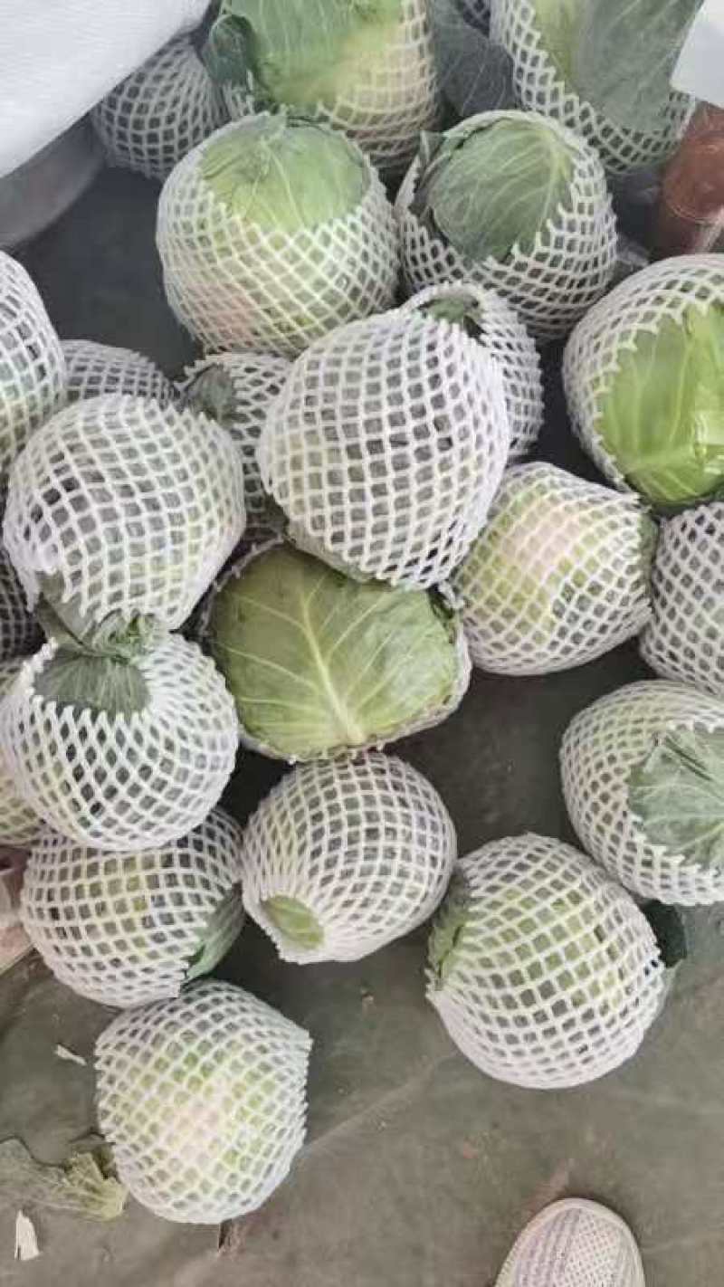 福建漳浦甘蓝，包菜圆包大量上市，欢迎老板前来采购！