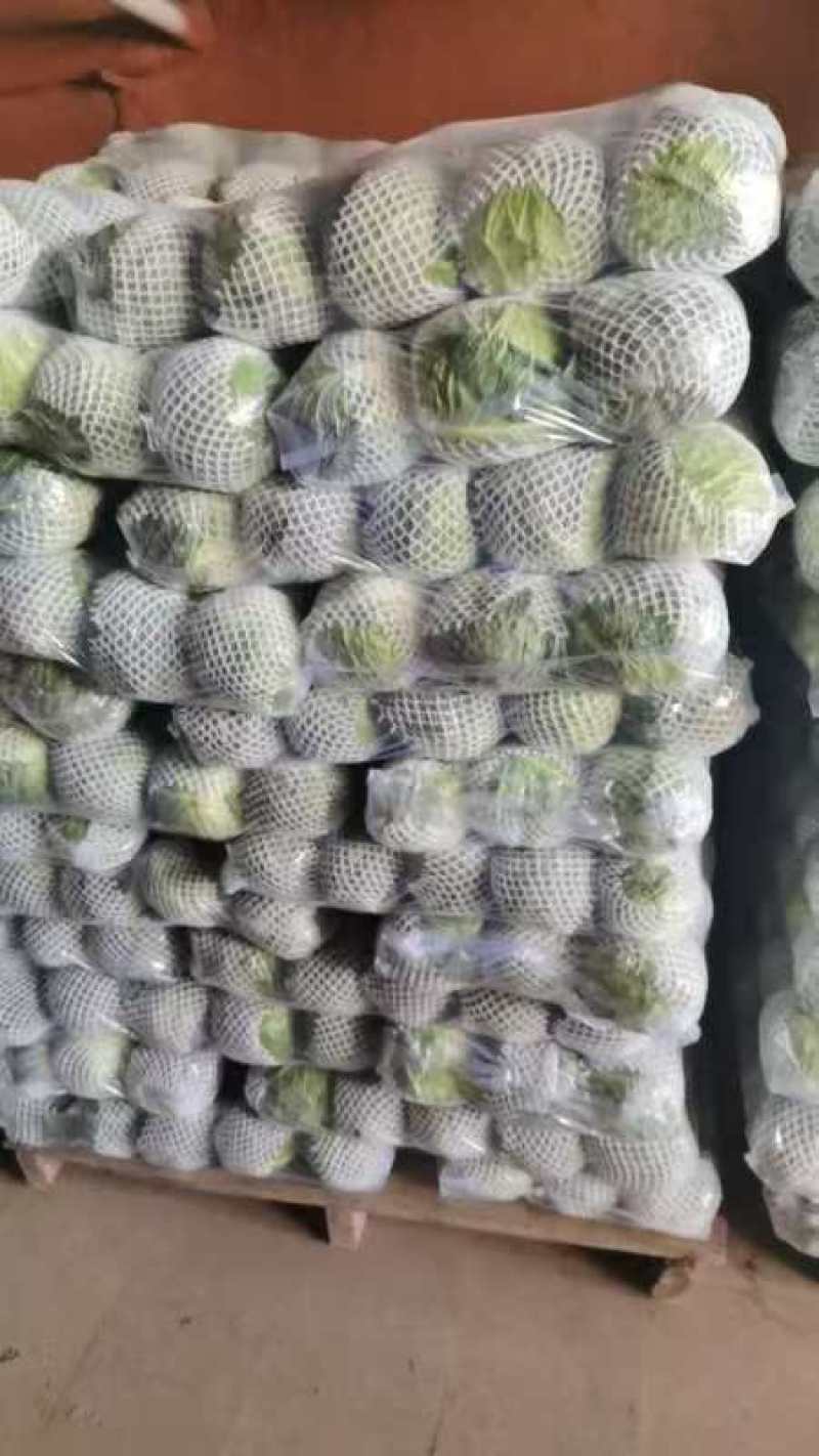 福建漳浦甘蓝，包菜圆包大量上市，欢迎老板前来采购！