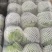 福建漳浦甘蓝，包菜圆包大量上市，欢迎老板前来采购！