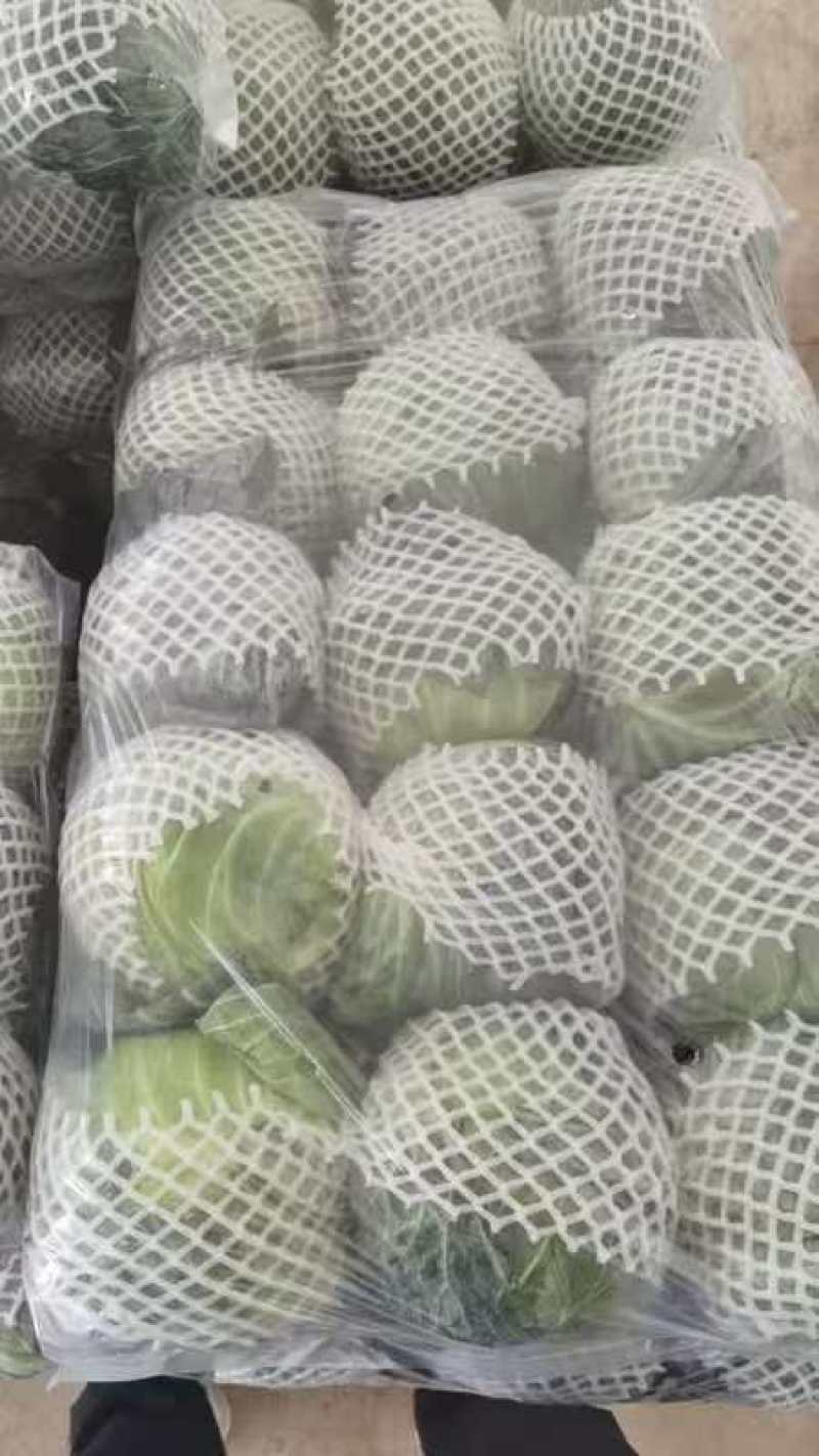 福建漳浦甘蓝，包菜圆包大量上市，欢迎老板前来采购！