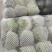 福建漳浦甘蓝，包菜圆包大量上市，欢迎老板前来采购！