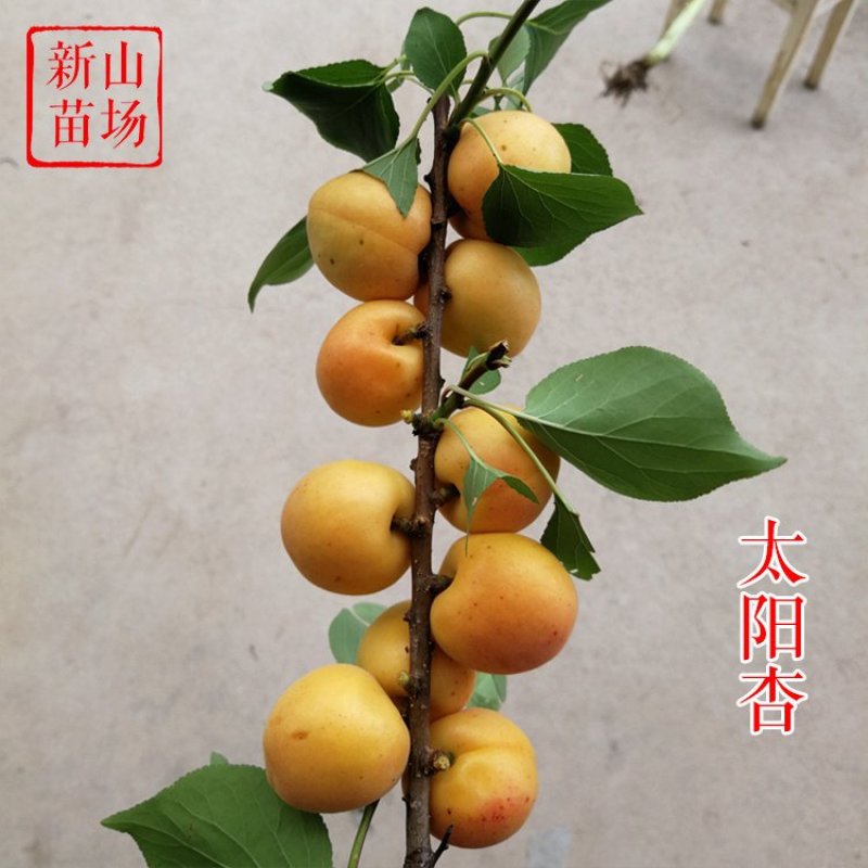 山东、杏树苗、珍珠油杏、金太阳、帝王杏树苗、质量可靠