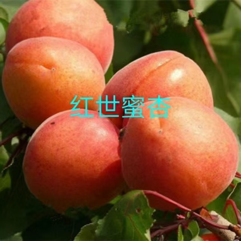山东、杏树苗、珍珠油杏、金太阳、帝王杏树苗、质量可靠
