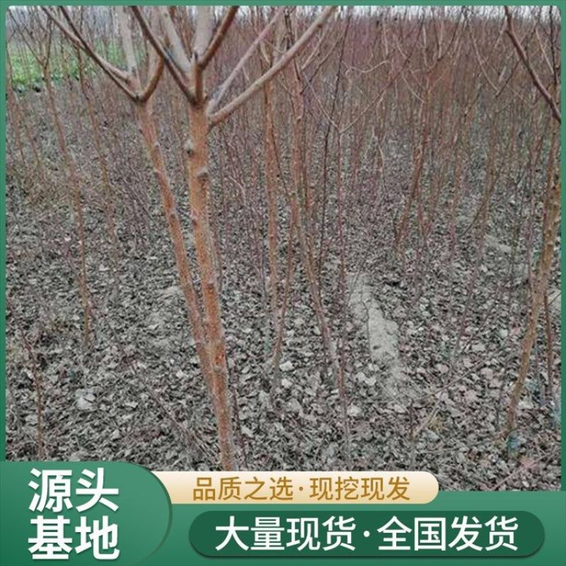 山东、杏树苗、珍珠油杏、金太阳、帝王杏树苗、质量可靠