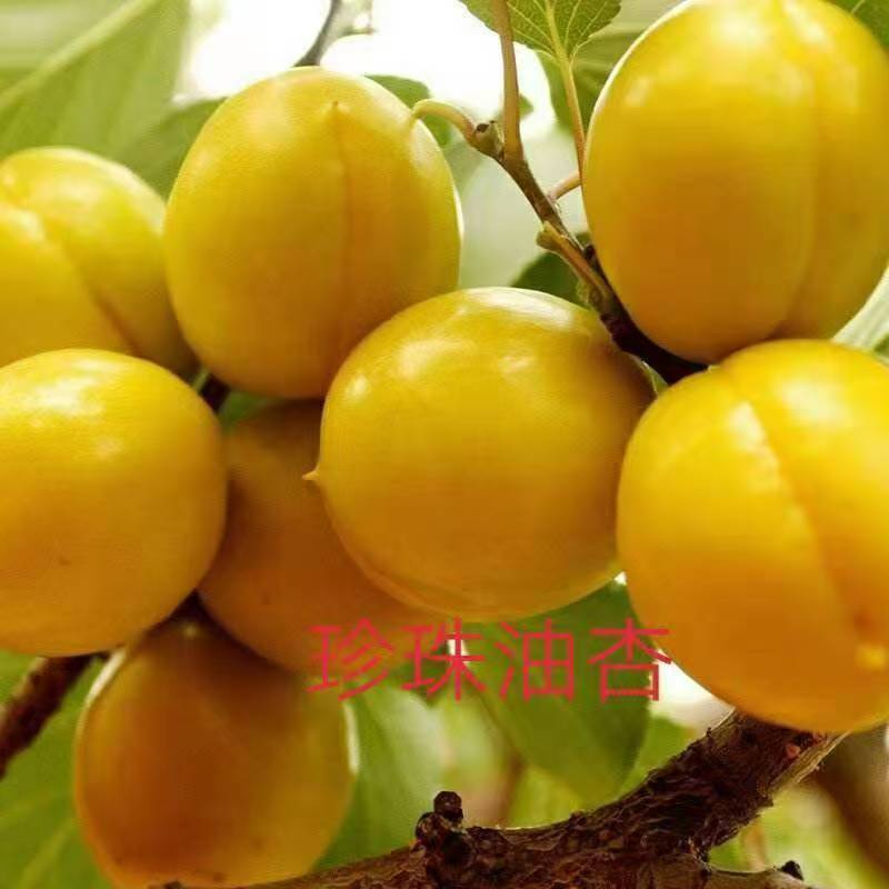 山东、杏树苗、珍珠油杏、金太阳、帝王杏树苗、质量可靠