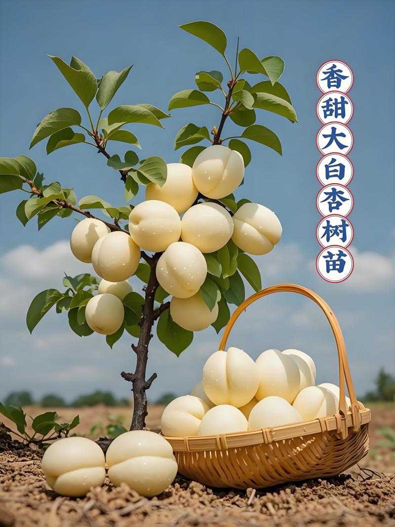 山东、杏树苗、珍珠油杏、金太阳、帝王杏树苗、质量可靠