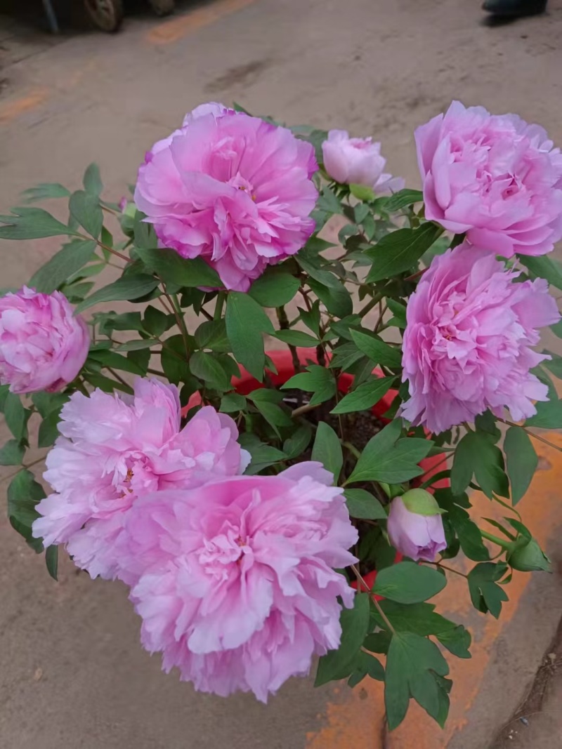 春节牡丹催花牡丹盆栽牡丹春节开花观赏牡丹