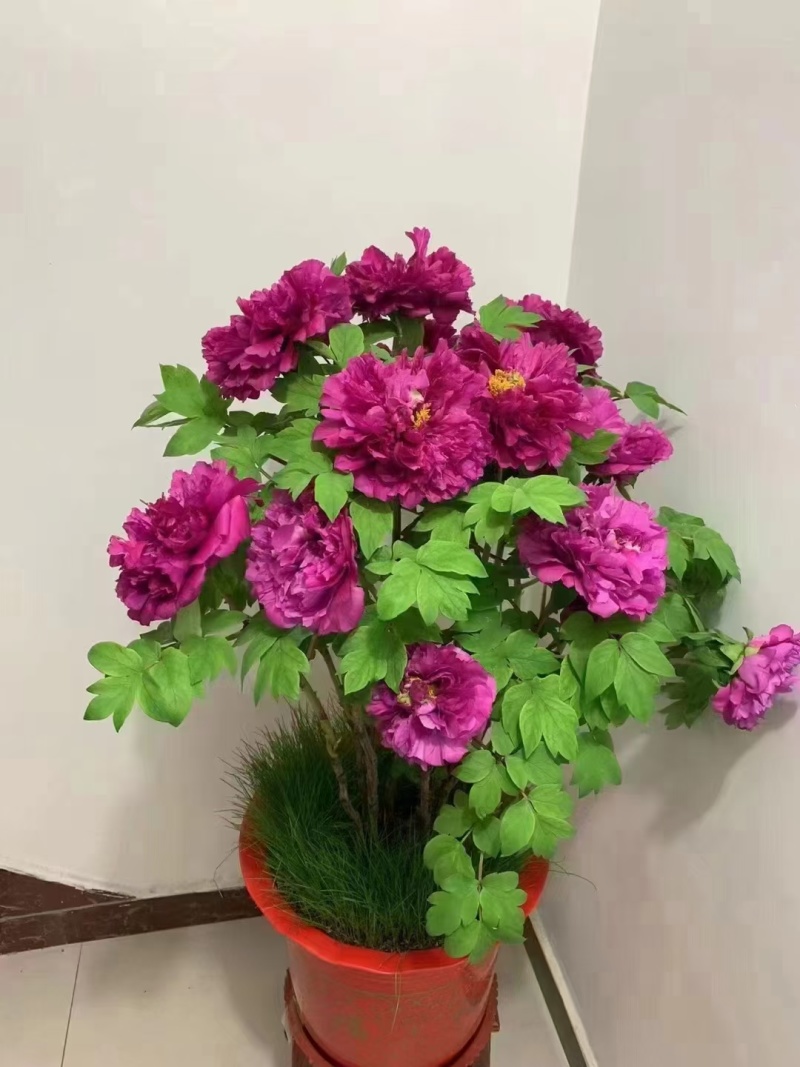 春节牡丹催花牡丹盆栽牡丹春节开花观赏牡丹