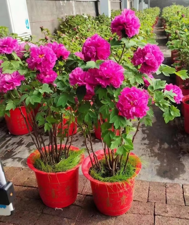 春节牡丹催花牡丹盆栽牡丹春节开花观赏牡丹