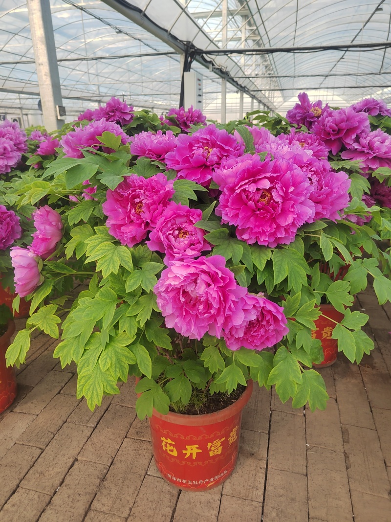 春节牡丹催花牡丹盆栽牡丹春节开花观赏牡丹