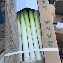 福建漳浦大葱，毛葱，市场，电商大量有货，需要老板前来采购