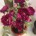 春节牡丹催花牡丹盆栽牡丹春节开花观赏牡丹
