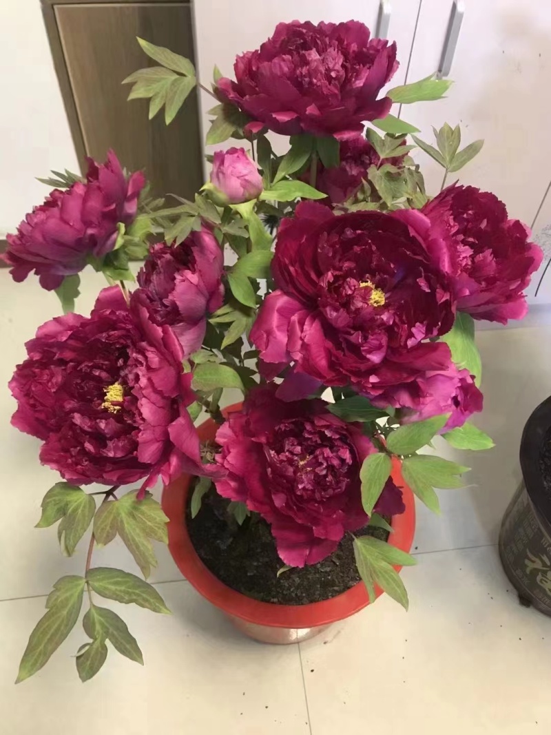 春节牡丹催花牡丹盆栽牡丹春节开花观赏牡丹