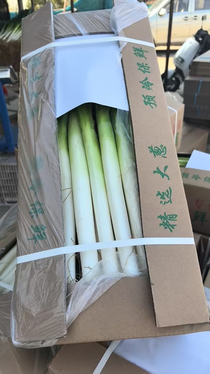 福建漳浦大葱，毛葱，市场，电商大量有货，需要老板前来采购