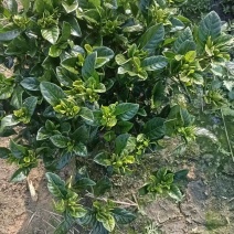 230桅子花