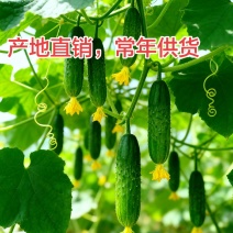 绥中旱黄瓜