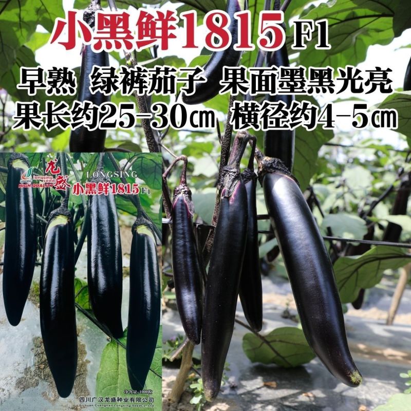 龙盛小黑鲜1815茄子种子春秋长茄种籽墨黑亮长茄子种子绿