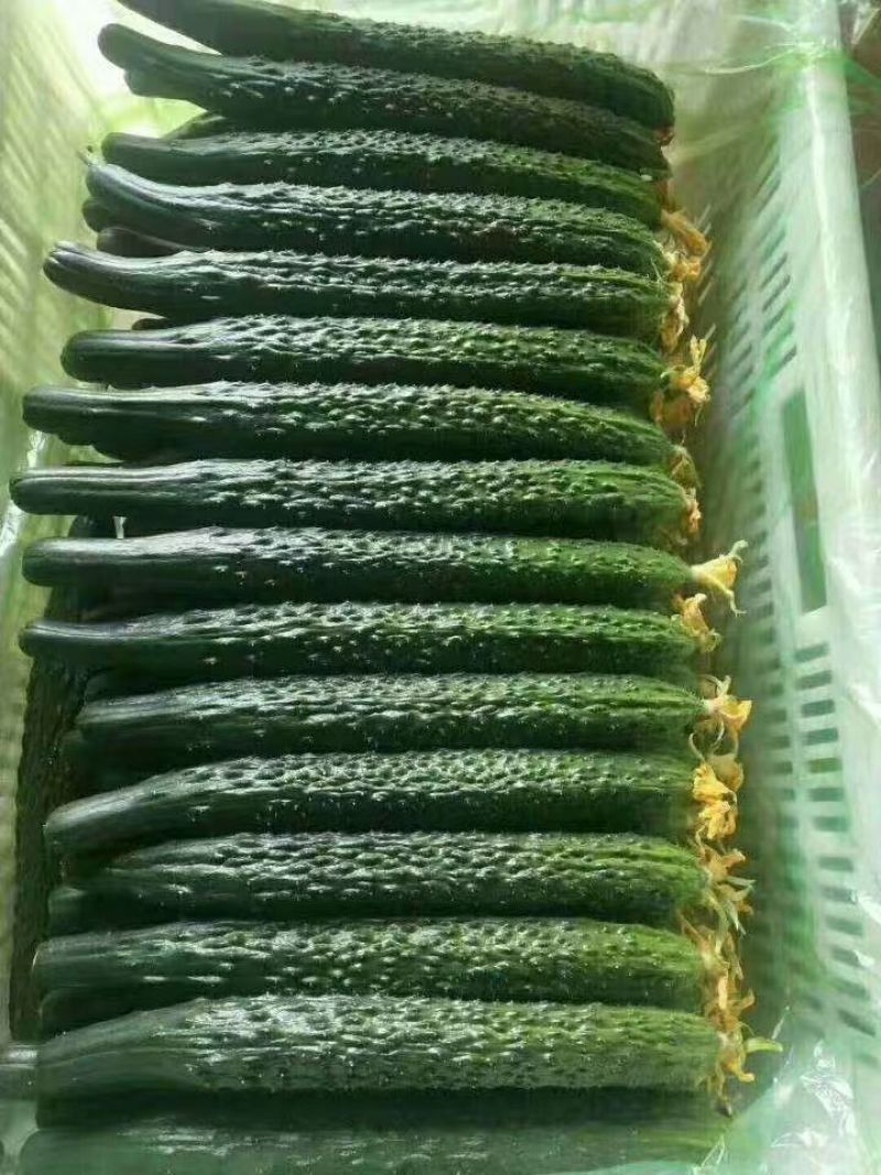 【实力商家】产地直发【品质精选】物流发达【超市直采】黄瓜