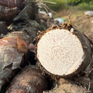 正宗广西特产荔浦芋头地标性产地直发现挖现发香甜软糯