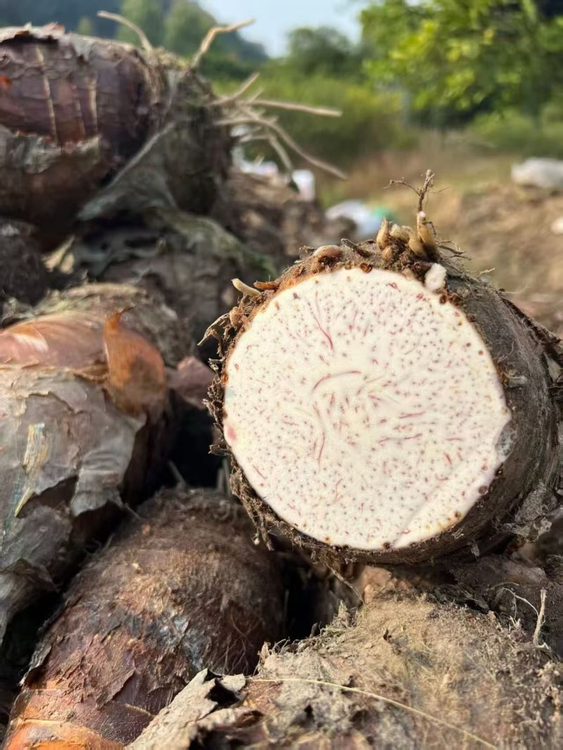 正宗广西特产荔浦芋头地标性产地直发现挖现发香甜软糯