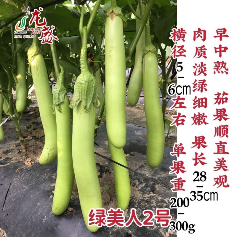 龙盛绿美人2号茄子种子肉淡绿绿萼绿色长茄种子春夏秋长条青