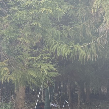 8-30柳杉大量有货