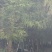 8-30柳杉大量有货