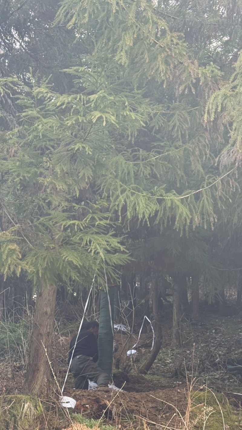 8-30柳杉大量有货