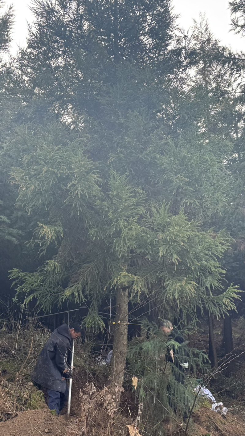 8-30柳杉大量有货