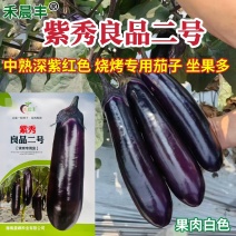 紫秀良品二号茄子种子新品烧烤茄种子中熟深紫红长茄种籽白肉