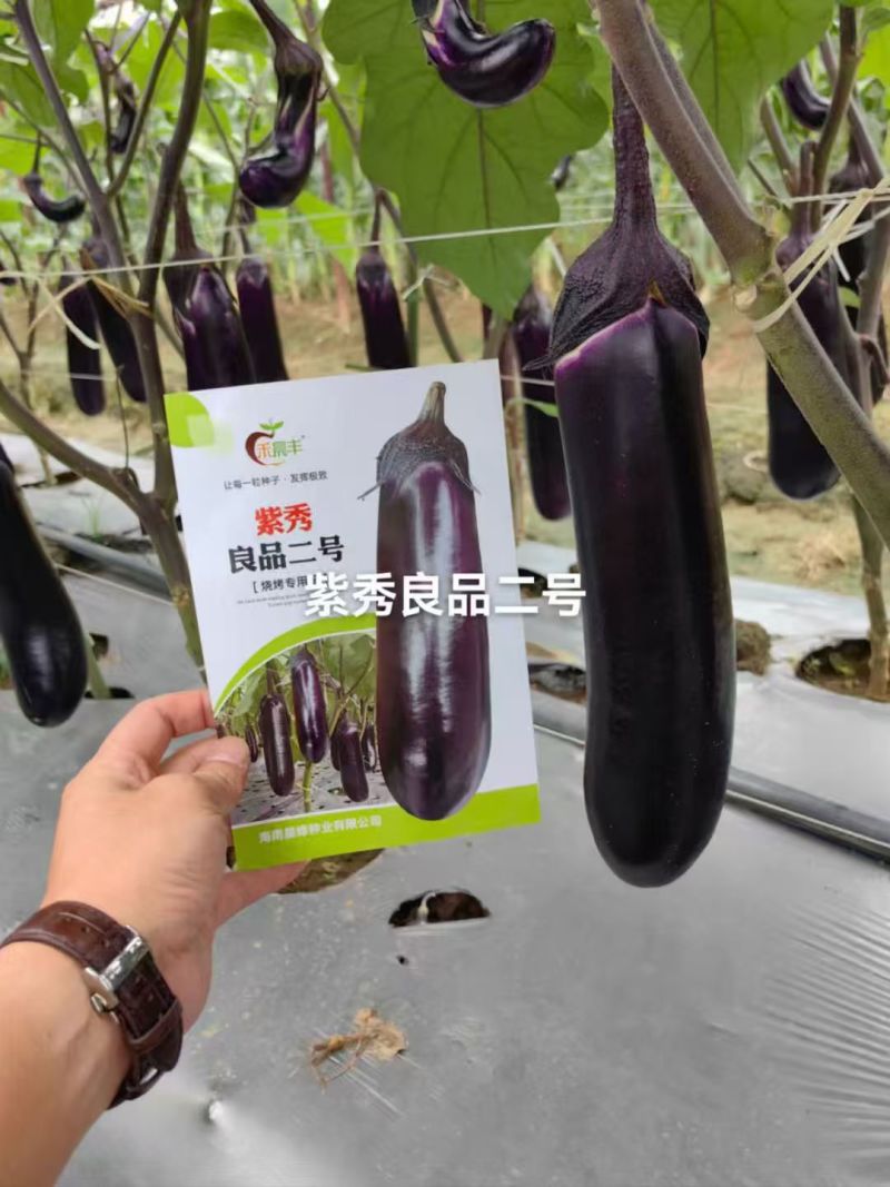 紫秀良品二号茄子种子新品烧烤茄种子中熟深紫红长茄种籽白肉