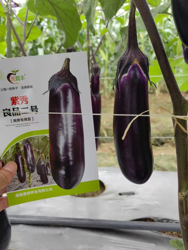 紫秀良品二号茄子种子新品烧烤茄种子中熟深紫红长茄种籽白肉