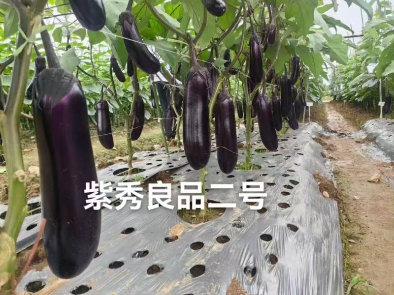 紫秀良品二号茄子种子新品烧烤茄种子中熟深紫红长茄种籽白肉
