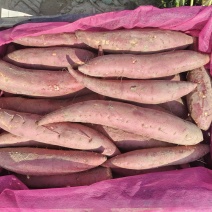 福建精品六鳌蜜薯