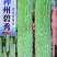 苦瓜种子翠绿苦瓜种子高产早熟疙瘩绿白苦瓜种籽大田用种