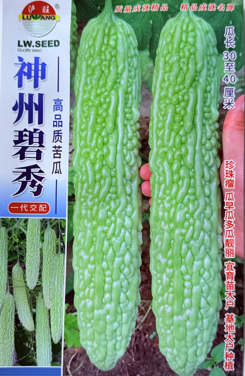 苦瓜种子翠绿苦瓜种子高产早熟疙瘩绿白苦瓜种籽大田用种