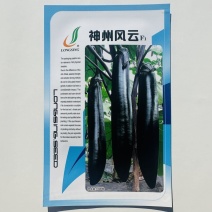 龙盛神州风云茄子种子油黑长条型茄子种籽果肉淡绿口感好长茄