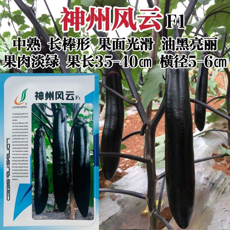 龙盛神州风云茄子种子油黑长条型茄子种籽果肉淡绿口感好长茄