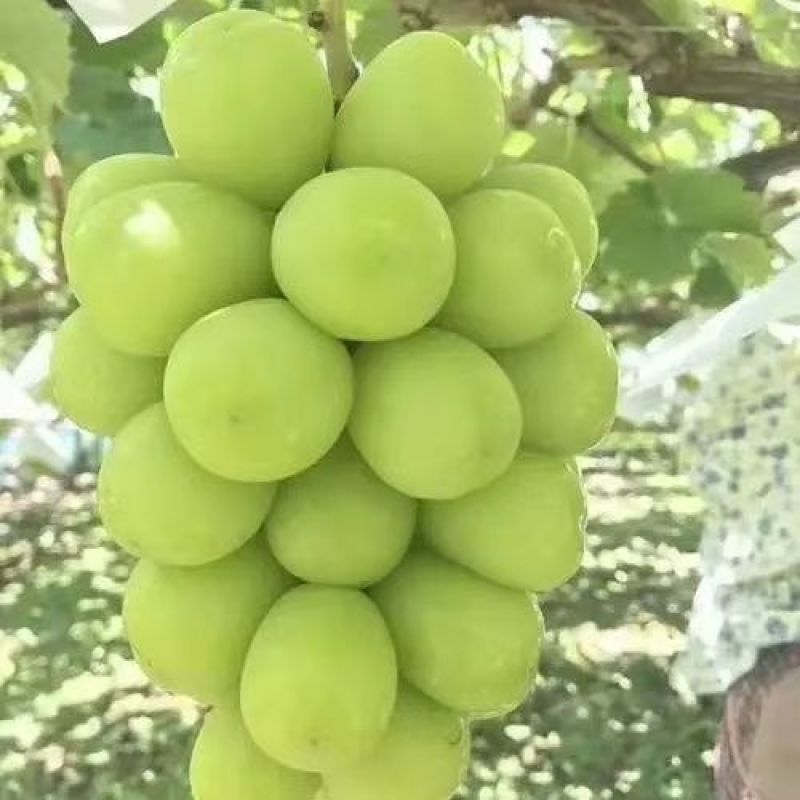 河北阳光玫瑰葡萄清甜可口价格美丽质量好走货快欢迎询价