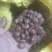 广西茶籽高山小籽茶果油茶籽老品种茶籽仁