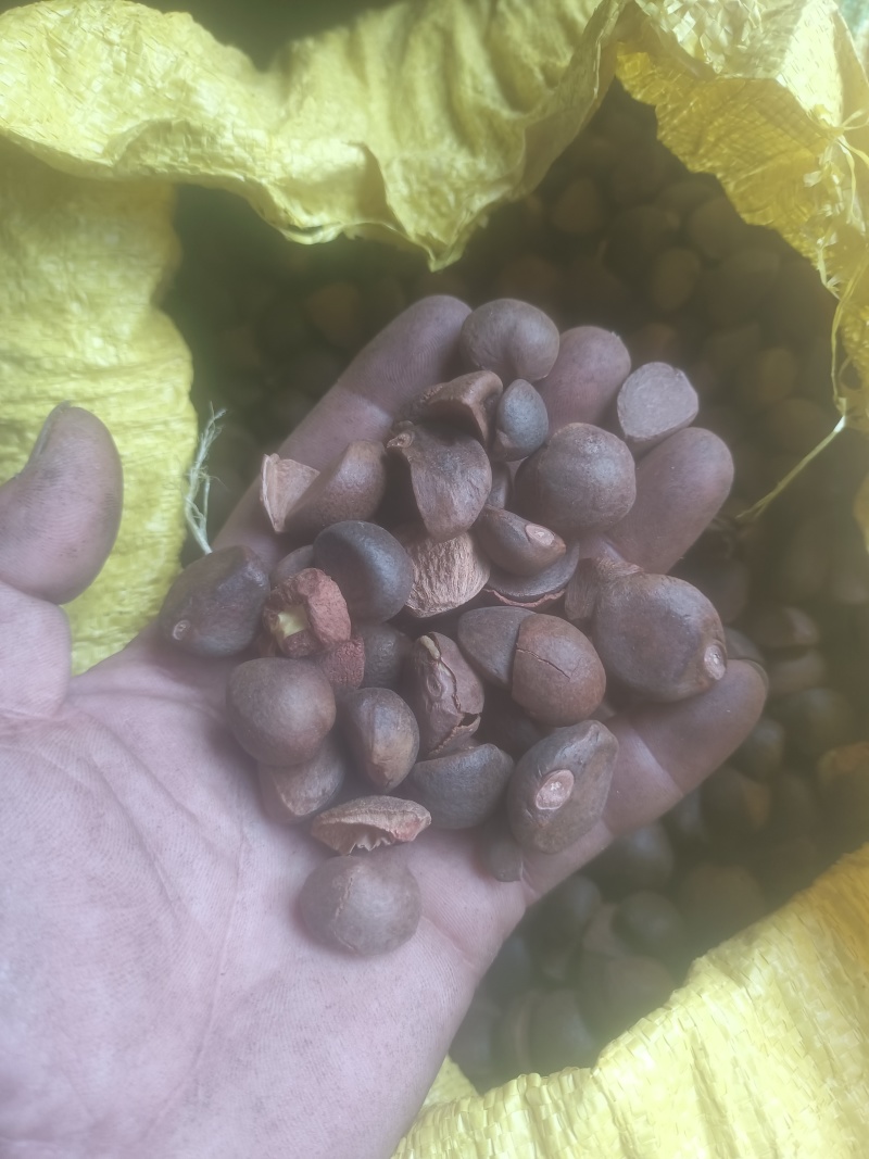 广西茶籽高山小籽茶果油茶籽老品种茶籽仁