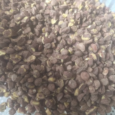 广西茶籽高山小籽茶果油茶籽老品种茶籽仁